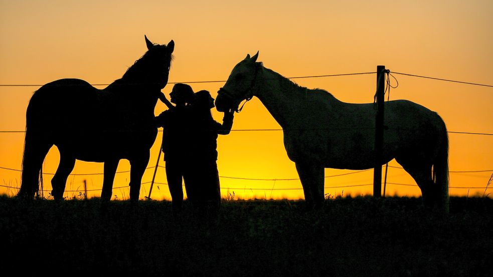 Der Landkreis Cloppenburg in Niedersachsen hat Pferde einer Halterin verkauft, die mutmaßlich gegen Tierschutzrecht verstoßen hat. War das Vorgehen der Behörde rechtens? Wohl nicht. Und nun? Die Pferde sind weg. Foto: dpa/Warnack