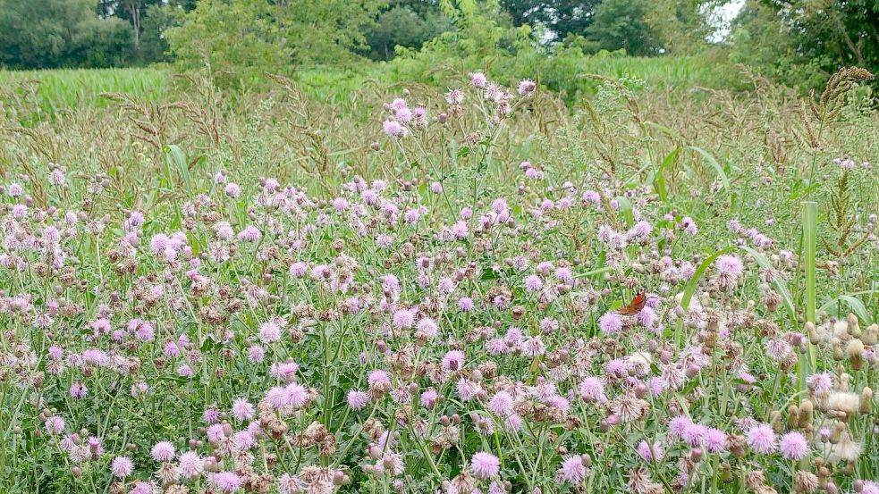 Die Blühwiese am Uhlenhof zeigte sich in diesem Jahr bereits violett. Im nächsten Jahr werden noch mehr Blüten erwartet. Foto: Gemeinde Westoverledingen