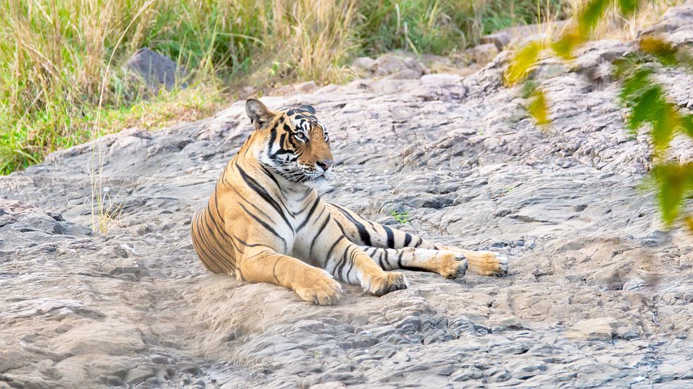 Tiger in Indien für den Tod von neun Menschen verantwortlich. Foto: Imago Images / Panthermedia