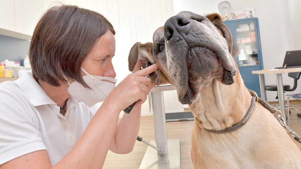 Viele Behandlungen beim Tierarzt werden ab November deutlich teurer. Tierschützer befürchten, dass Tierhalte aus Kostengründen auf Eingriffe verzichten könnten. Foto: Ortgies