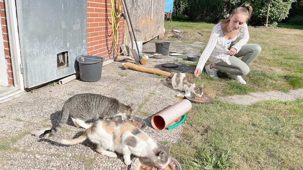 In Klostermoor kümmert sich ein Anwohner um Streunerkatzen. Die Tierschützer - im Bild Katharina Klinkenborg - halfen, die Tiere kastrieren zu lassen. Foto: Janßen