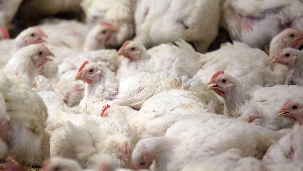 Wegen mutmaßlicher Tierschutzverstöße in einem Hühnermastbetrieb im Emsland hat eine Tierschutzorganisation Anzeige erstattet. Foto: dpa/Jens Büttner
