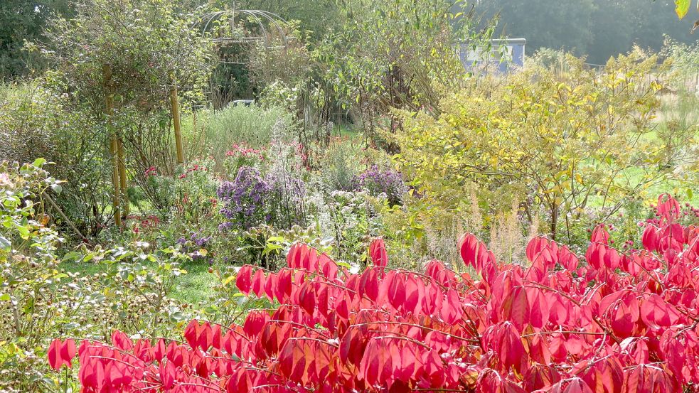 Der Flügel- oder Korkspindel-Strauch trägt im Herbst ein leuchtendes Rot. Foto: Berends-Lüürßen