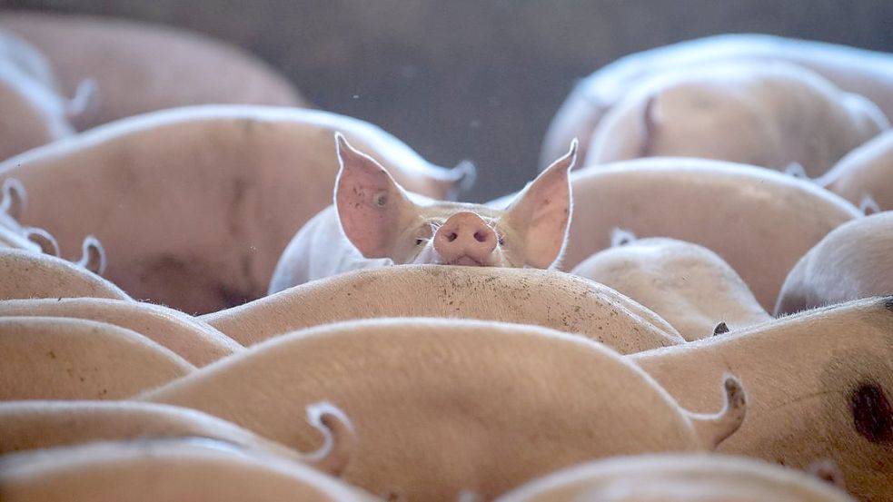 Bei Schwerpunktkontrollen in Schweineställen haben Amtstierärzte in vielen Ställen Verstöße gegen die Nutztierhaltungsverordnung entdeckt. Foto: Sina Schuldt/dpa