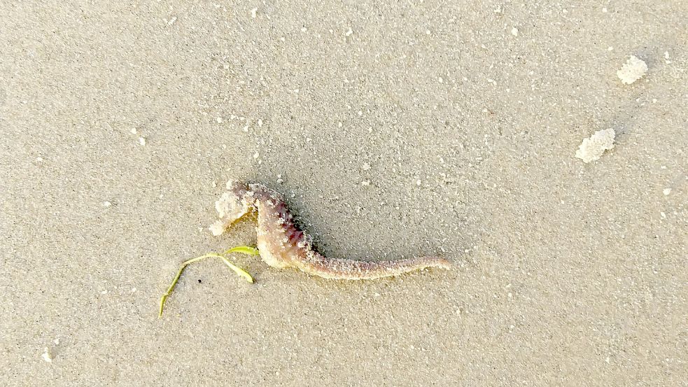 Das Seepferdchen, das Hilde Meeuw am Borkumer Strand fand. Foto: Privat