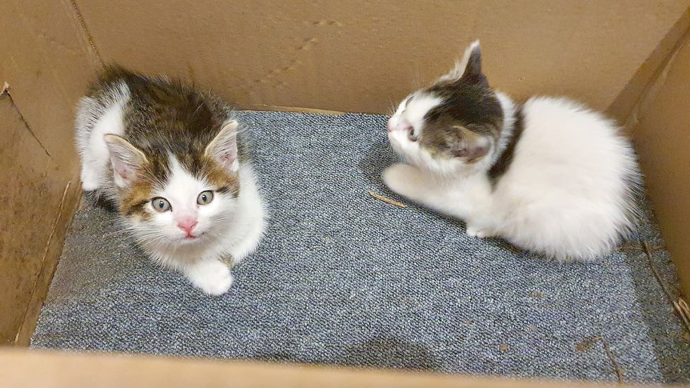 Die beiden Katzen sind inzwischen in guten Händen. Foto: Polizei