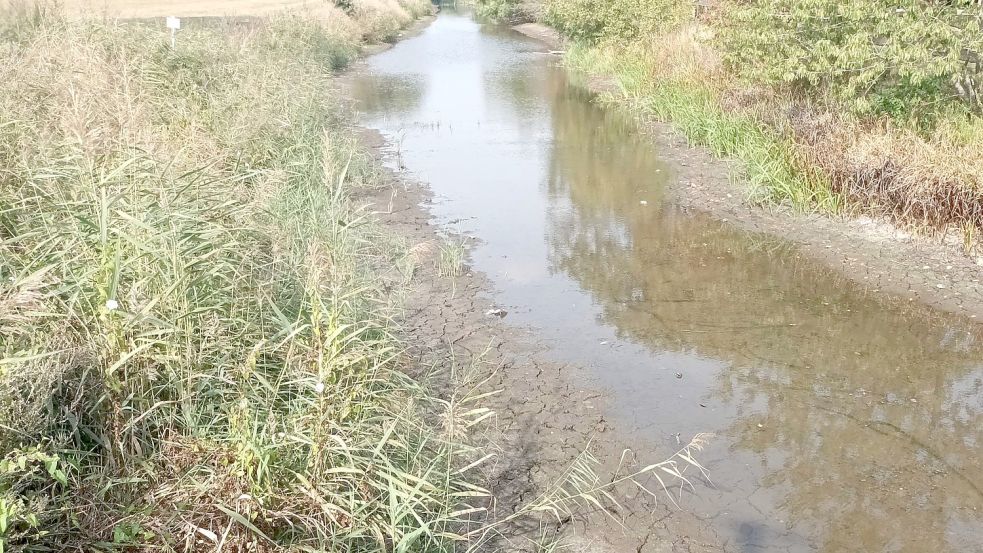 Während der Trockenperioden dieses Sommers verdunstete in vielen Sieltiefs und Gräben das Wasser. Foto: Archiv