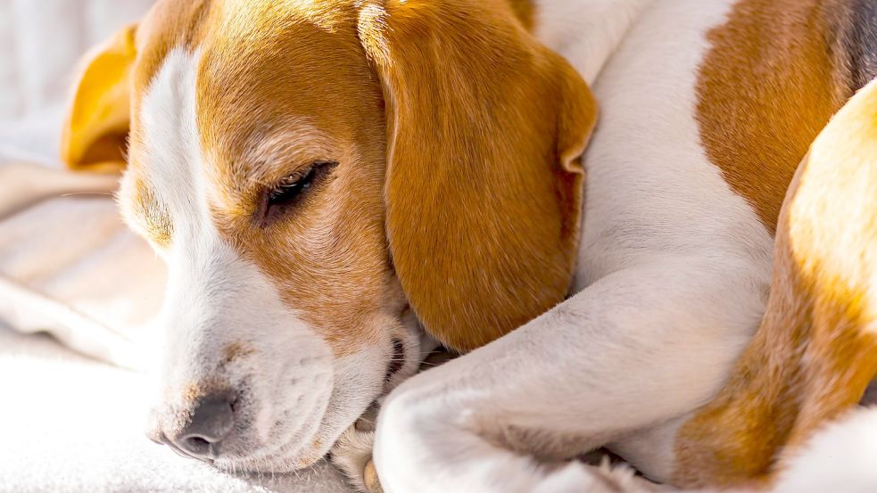 Hält im Winter warm: Beagle auf Sofa. Foto: Imago Images/Imagebroker/Przemyslaw Iciak