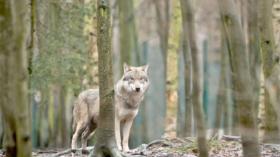 Ein Wolf zwischen Bäumen. Zuletzt gab es rund um Friedeburg mehrere Nutztierrisse von Wölfen, hat einer nun auch in Strackholt zugebissen? Foto: Gabbert/DPA