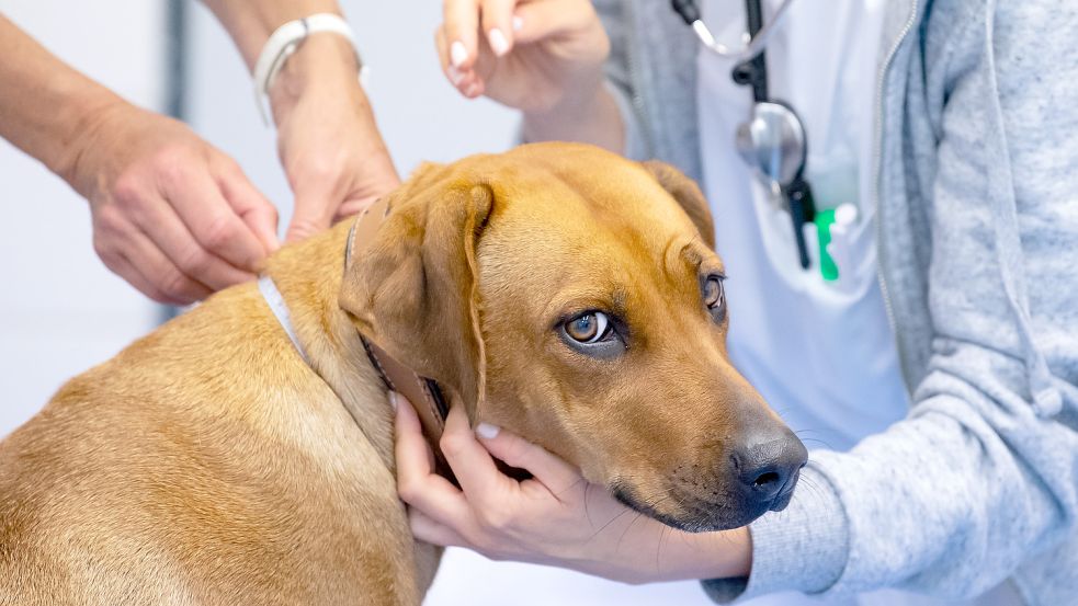 Gebührenordnung Veterinärmedizin Tierarztbesuch wird bald teurer