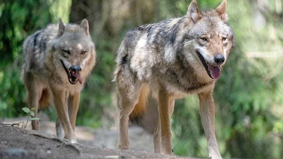 Wölfe, die sich zu unbekümmert Menschen nähern, können in den Niederlanden demnächst Flecken bekommen. Foto Weigel/dpa