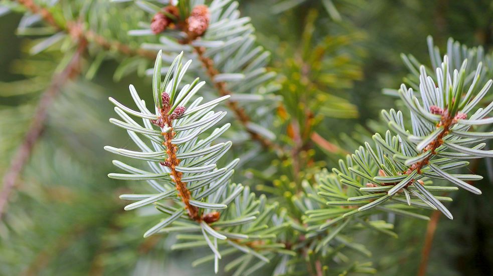 Auch Familie Brandt sucht jedes Jahr einen Weihnachtsbaum aus. Symbolfoto: Pixaby