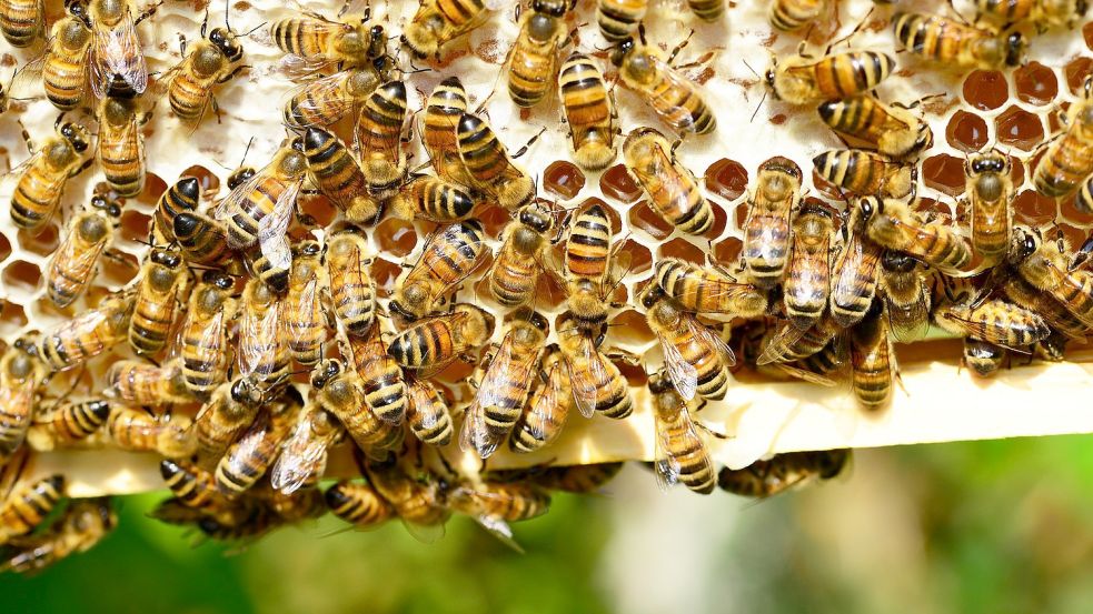 Honigbienen sind von der Varroa-Milbe bedroht. Foto: Pixabay
