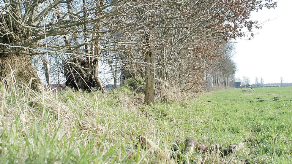 Wallhecken gehören in der Samtgemeinde Hesel zum Landschaftsbild. Foto: Archiv