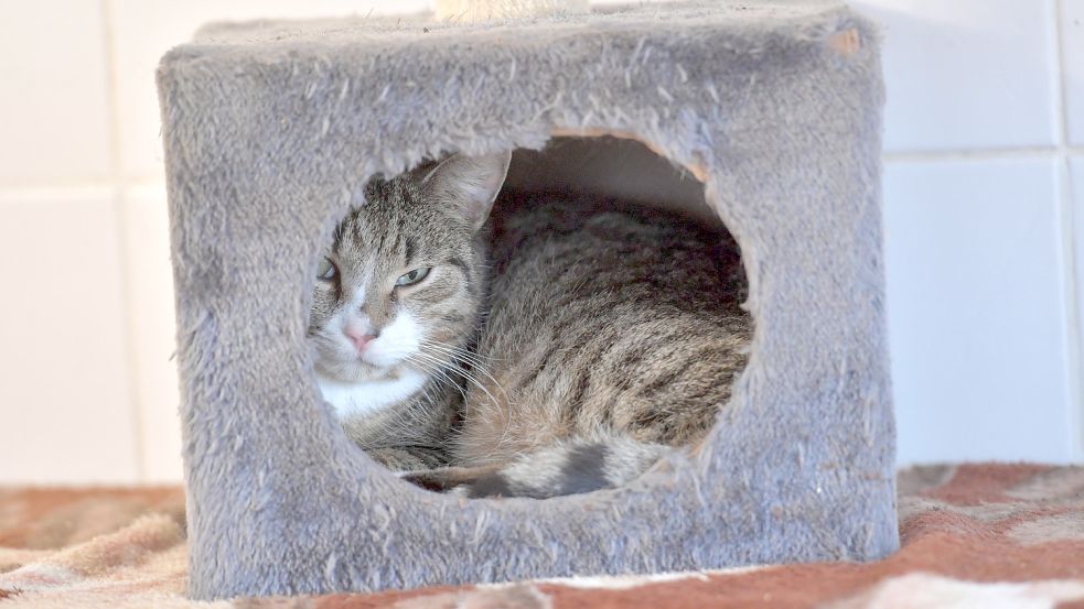 Hier ist es gemütlich. Leider werden viele Katzen ausgesetzt und sind sich selbst überlassen. Foto: Archiv