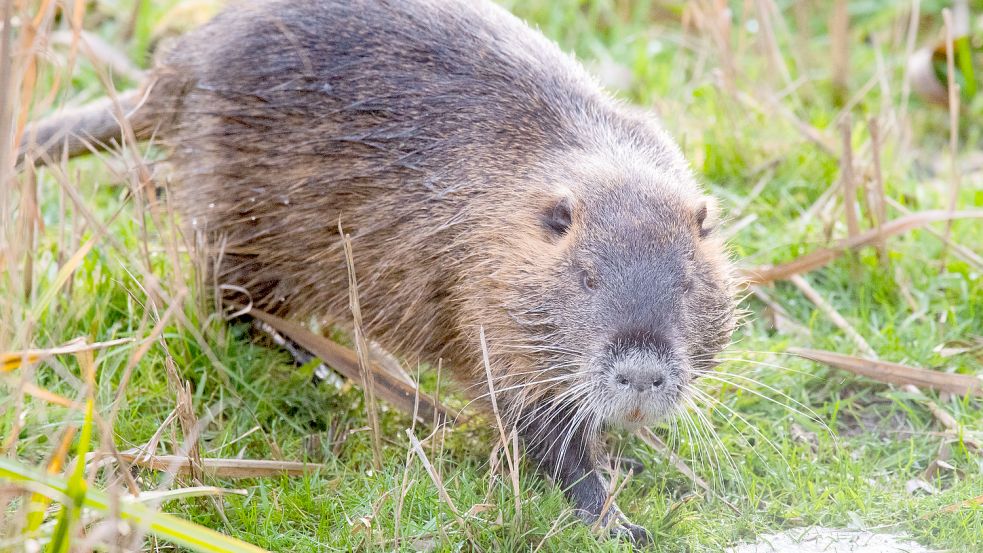 Nutrias unterwühlen Deiche und sind ein Risiko für den Hochwasserschutz. Foto: Julian Stratenschulte/dpa