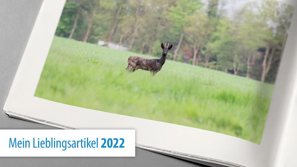 Der junge Bock in seiner ganzen Pracht. Nicht alle schwarzen Rehe sind so oft zu sehen wie er. Foto: Janssen