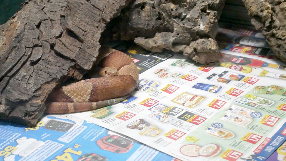 Die Nordamerikanische Kupferkopfschlange bleibt vorerst in Ramsloh im Seelter Reptilienhuus. Foto: Kruse