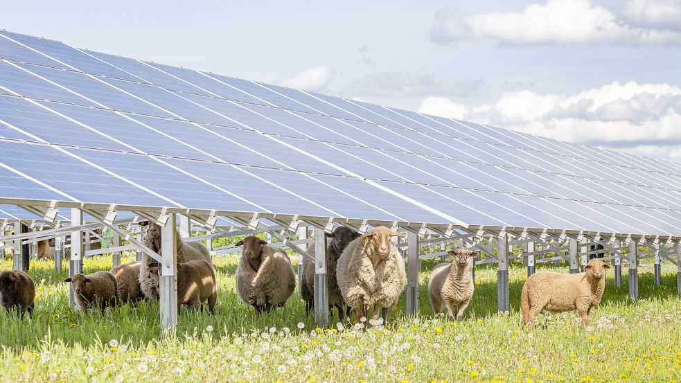 Schleswig-Holstein steht in den kommenden Jahren vor einem Boom bei der Solarenergie. Foto: imago images / Harry Koerber