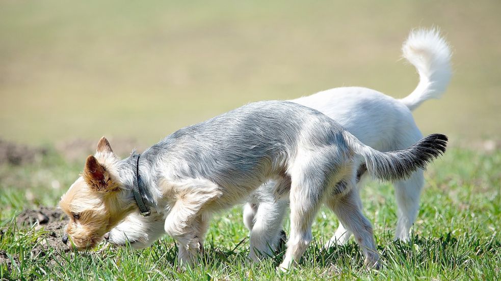 Vor allem Hundehalter sind besorgt, wenn auf den sozialen Medien über Funde von Giftködern berichtet wird. Symbolfoto: Pixabay.