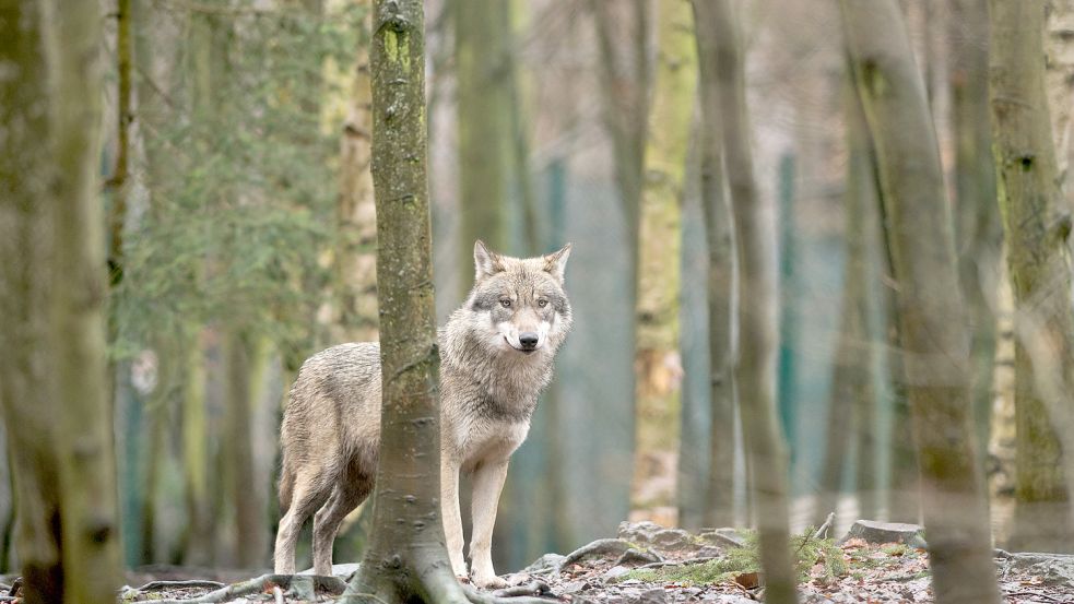 Ein Wolf steht in einem Tierpark in Sachsen-Anhalt. Der Wolf breitet sich seit seiner Rückkehr nach Deutschland 1998 aus. Im Wolfsjahr 2021/2022 stieg die amtlich bestätigte Zahl der Wolfsrudel bundesweit auf 161. Vier davon leben im Oldenburger Münsterland. Foto: Gabbert / DPA