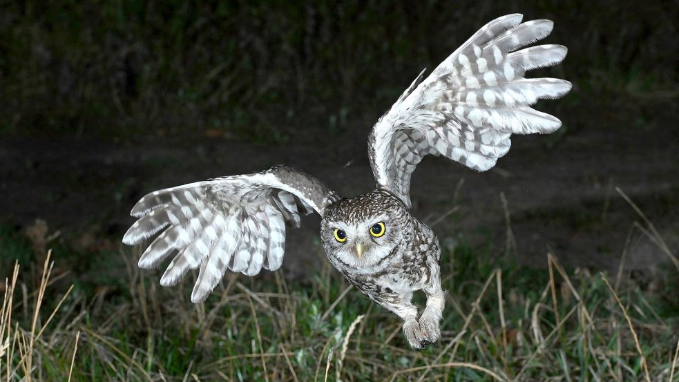 Der Steinkauz im Anflug, eine beeindruckende Nahaufnahme. Foto: Andreas Schüring