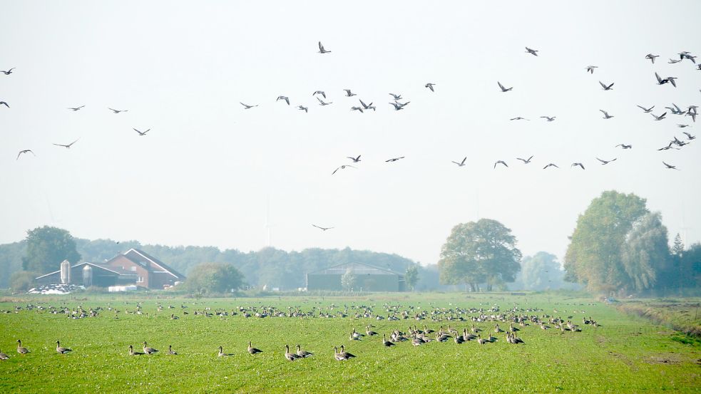 Das Rheiderland wird von Wildgänsen als Rastgebiet genutzt. Foto: Archiv