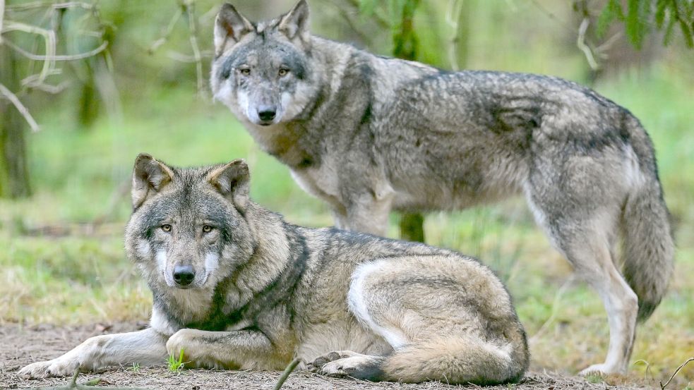 Zwei Wölfe in einem Gehege. Obwohl streng geschützt, stehen ihre wildlebenden Artgenossen seit kurzem im niedersächsischen Jagdgesetz. Foto: Pleul/dpa