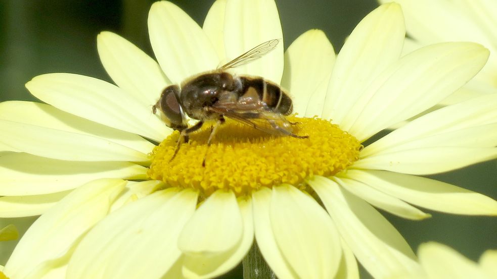 Eine Biene sammelt Nektar von der Blüte einer Färberkamille. Die gehört zu den insektenfreundlichen und zugleich sehr dekorativen Staudenarten im Garten. Foto: privat