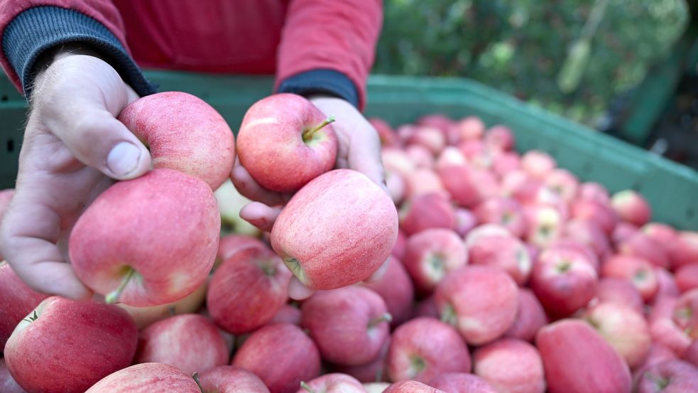 Es wurden erstmals Daten zur Pestizidanwendung beim Apfelanbau offen gelegt. Foto: dpa/Felix Kästle
