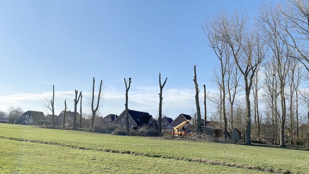 Die Kronen einiger Bäume wurden komplett entfernt. Foto: Privat