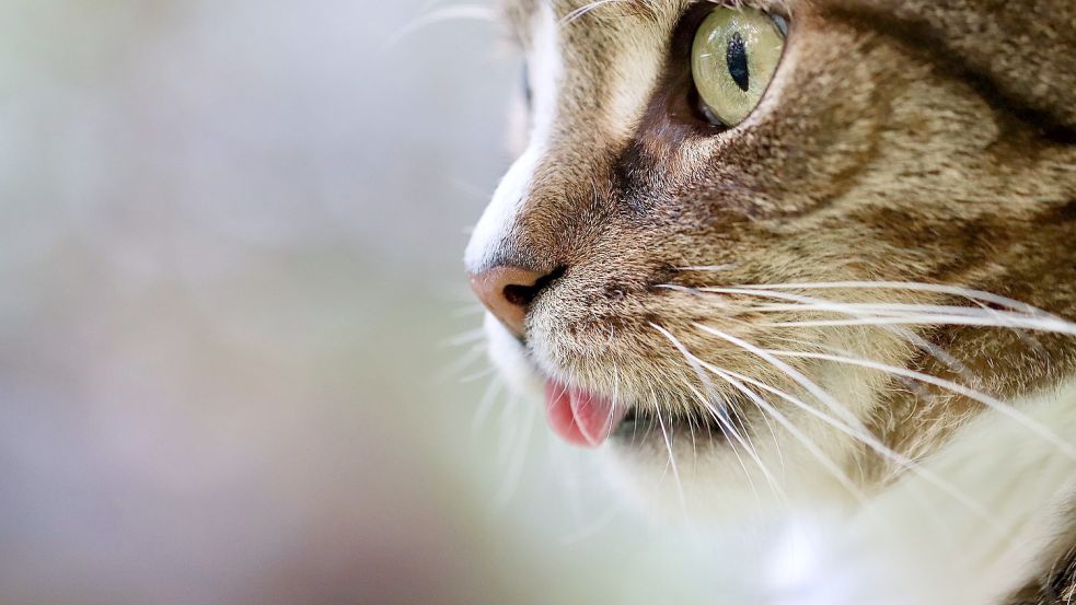 Wer Katzen mag, ist eingeladen. Foto: Pixabay