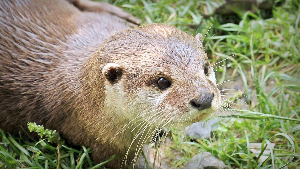 Der Otter hat Ostfriesland wieder erreicht: Noch ist es ein Traum. Foto: pixabay