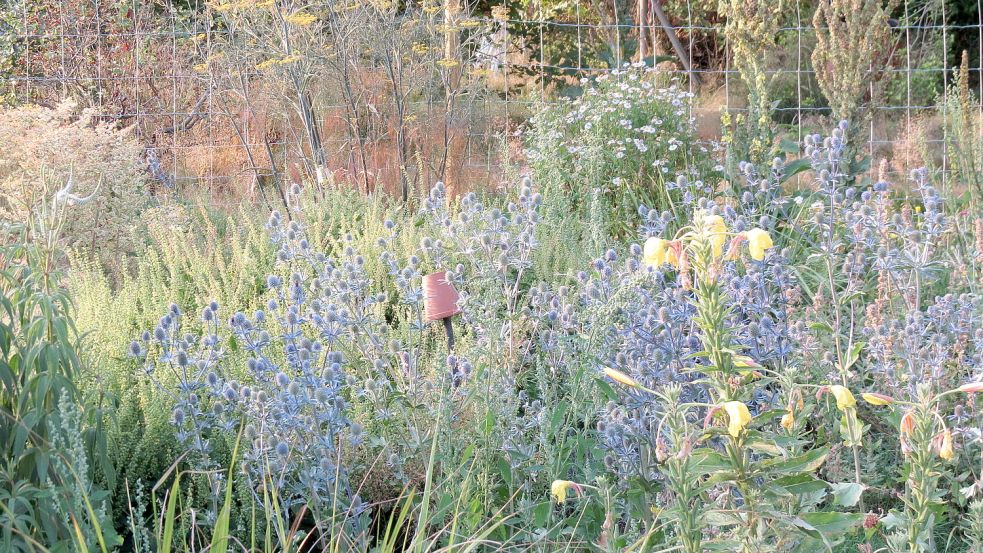 Mannstreu und Fenchel bringen Farbe in die Beete. Sie bieten den Wildbienen und anderen Insekten auch noch eine gute Nahrungsquelle. Foto: Behrends-Lürßen