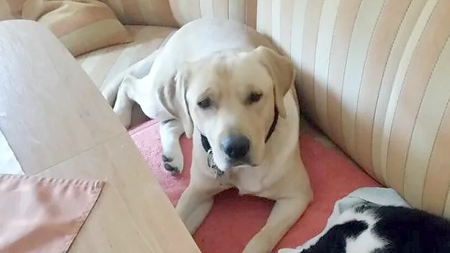 Der Labrador Balu wurde am 8. August von einem 69-jährigen Rhauderfehner erstochen. Foto: privat