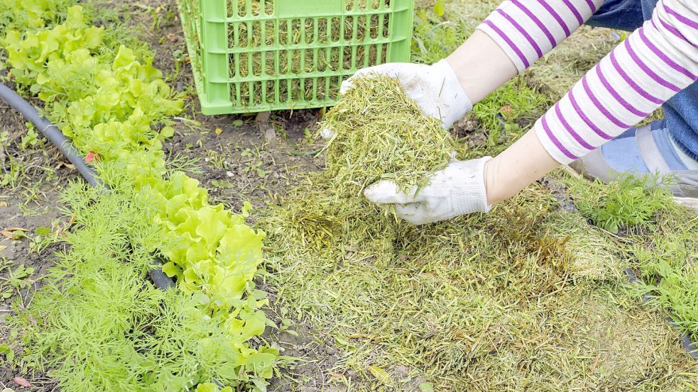 Grasschnitt kann im Gemüsebeet als Mulch ausgebracht werden. Das schützt den Boden. Archivfoto: Smole/stock.adobe.com