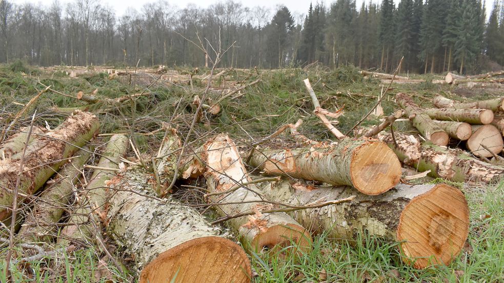 Wegen des Borkenkäferbefalls mussten Dutzende Bäume am Bussweg in Langholt gefällt werden. Foto: Zein