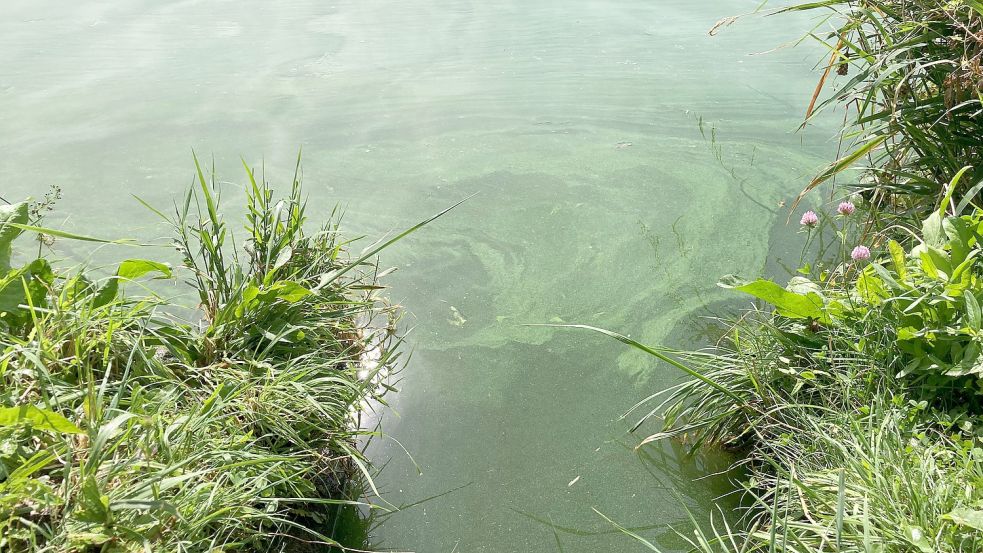 Wenn es in einem Gewässer eine Blaualgenblüte gibt, kann man das oft an der grünlichen Verfärbung des Wassers erkennen. Symbolfoto: Reichert/dpa