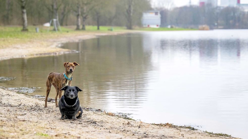 Da aktuell keine Badesaison ist, ist es unwahrscheinlich, dass Menschen in Kontakt mit den Cyanobakterien kommen. Aber auf seine Vierbeiner sollte man acht geben, wenn diese ins Wasser gehen. Symbolfoto: Schuldt/dpa