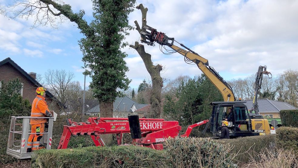 Mit Hilfe eines Spezialbaggers mit einem Greifer wurden die Eichen entfernt. Foto: Ammermann