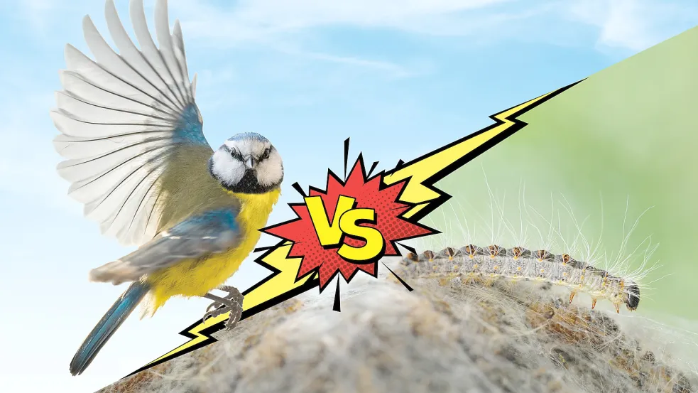 Ding, Ding, Ding: Singvogel gegen Raupen. Gestaltung: Wellens/Fotos: Adobe Stock/Jean Kobben (freigestellt)/Tobias