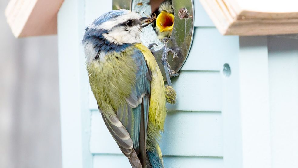 So soll es aussehen, nur mit Eichenprozessionsspinnern: Blaumeisen sollen die Raupen verspeisen und verfüttern. Foto: Pixabay