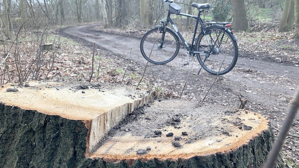 Auch viele alte Bäume mit einem Stammdurchmesser von bis zu 90 Zentimetern sind für den neuen Radweg gefällt worden. Foto: Ammermann