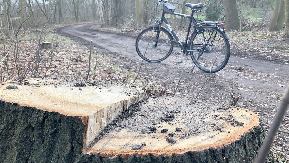 Auch viele alte Bäume mit einem Stammdurchmesser von bis zu 90 Zentimetern sind für den neuen Radweg gefällt worden. Foto: Ammermann