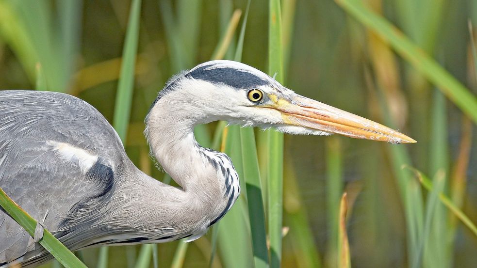 Watvögel wie der Reiher könnten von naturnahen Flächen entlang der Ems profitieren. Foto: pixabay