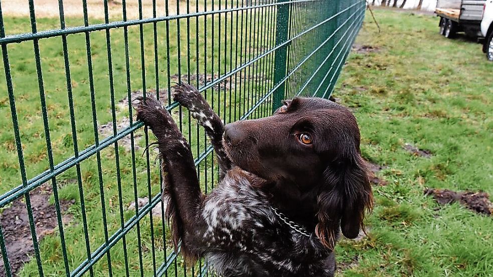 Die Hundefreilauffläche im Volkspark Bokel ist zurzeit gesperrt. Foto: Hinrichs