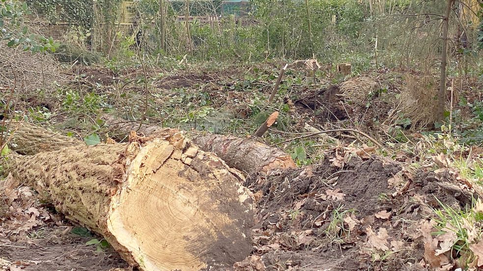 In Hahnentange mussten Bäume weichen, weil die Gemeinde die Fläche für preiswerten Wohnraum vorhalten möchte. Auch an vielen anderen Stellen wurden Bäume gefällt. Bild: Hagewiesche