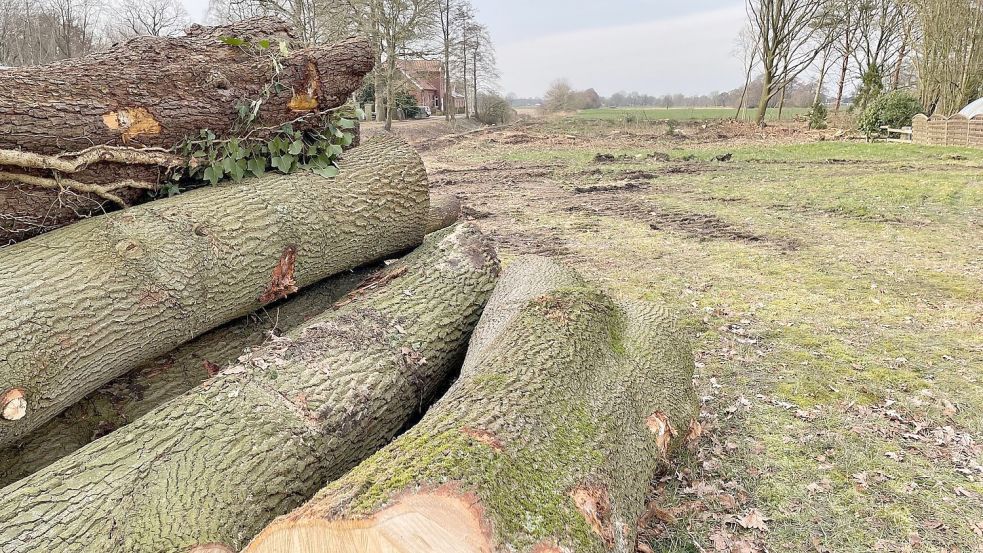 An der 1. Südwieke in Rhauderfehn wurden Bäume für eine Straße ins Neubaugebiet gefällt. Diese Maßnahme ist schon kompensiert worden. Foto: Janßen