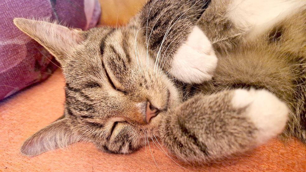 Flitzi erholt sich vom Herumtoben auf der Couch. Foto: Gettkowski
