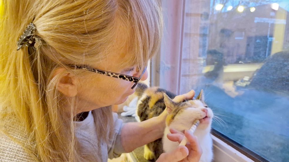 Viele der Katzen, die Marianne Görs auf genommen hat, sind alt oder krank.. Katze Fienchen lässt es geduldig über sich ergehen, wenn ihr die Medizin verabreicht wird. Foto: Gettkowski